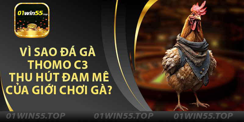 Vì Sao Đá Gà Thomo C3 Thu Hút Đam Mê Của Giới Chơi Gà?